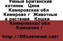 Умный Британский котенок › Цена ­ 1 500 - Кемеровская обл., Кемерово г. Животные и растения » Кошки   . Кемеровская обл.,Кемерово г.